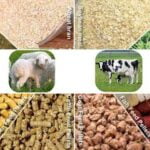 Animal nutrition of ruminant animals (cattle, buffalo, sheep, goat) Download Now