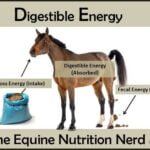 Horse nutrition in veterinary nutrition Download Now