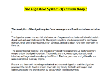 Digestive System In A Human Body : Download Now