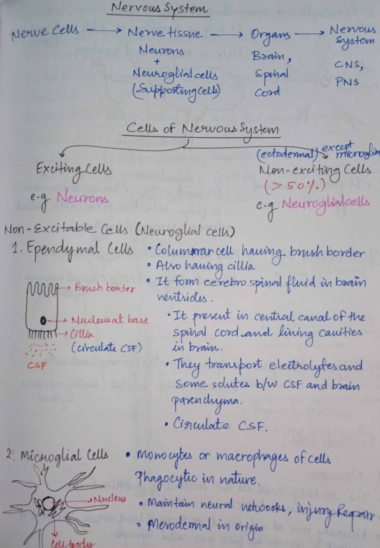 Nervous system handwritten notes Download Now